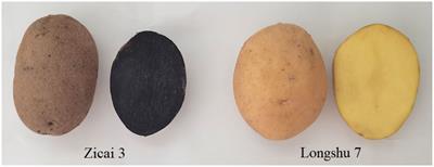 Genome-wide identification of GATA transcription factors in tetraploid potato and expression analysis in differently colored potato flesh